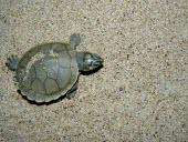 Giant South American turtle hatchling on the sand Young,Conservation Dependant,Testudines,Podocnemis,Animalia,Streams and rivers,Reptilia,Pelomedusidae,expansa,South America,Herbivorous,Appendix II,Chordata,Terrestrial,IUCN Red List,Least Concern