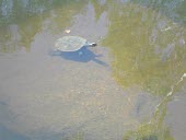 Namoi River snapping turtle resting at waters surface Species in habitat shot,Habitat,Adult,Freshwater,Streams and Rivers,Australia,Animalia,Omnivorous,Elseya,Endangered,Aquatic,Chelidae,IUCN Red List,Streams and rivers,Terrestrial,belli,Fresh water,Test