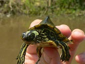 Escambia map turtle Adult,North America,Animalia,Testudines,Near Threatened,IUCN Red List,Carnivorous,Graptemys,Fresh water,Chordata,Aquatic,Emydidae,Reptilia
