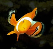 Common clownfish, front view Locomotion,Adult,Indian,Carnivorous,Marine,Pacific,Not Evaluated,Aquatic,Actinopterygii,Animalia,Coral reef,Pomacentridae,Amphiprion,Chordata,Perciformes
