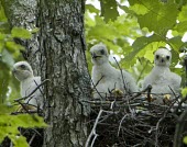 Cooper's hawk chicks in the nest Chick,Aves,Birds,Ciconiiformes,Herons Ibises Storks and Vultures,Chordates,Chordata,Accipitridae,Hawks, Eagles, Kites, Harriers,Falconiformes,South America,CITES,Flying,Appendix III,Least Concern,Terr