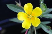 Creeping water-primrose flower Flower,Leaves,Myrtales,Evening-Primrose Family,Onagraceae,Magnoliopsida,Dicots,Magnoliophyta,Flowering Plants,Photosynthetic,Ludwigia,Ponds and lakes,Australia,Plantae,Agricultural,Tracheophyta,Temper