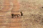 Dhole pups on track Species in habitat shot,Play with other(s) of same species,Juvenile,Habitat,Locomotion,Running,Intra-specific behaviours,Carnivores,Carnivora,Chordates,Chordata,Mammalia,Mammals,Dog, Coyote, Wolf, Fox