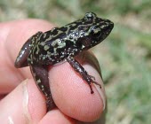 Leprus chirping frog held by researcher Adult,Amphibia,Animalia,Eleutherodactylidae,Anura,Vulnerable,North America,Tropical,Chordata,Rock,Eleutherodactylus,Rainforest,Terrestrial,IUCN Red List,Forest