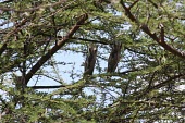 White-faced scops-owls showing camouflage behaviour Species in habitat shot,Defence behaviours,Camouflage,Survival Adaptations,Habitat,Adult,Africa,Least Concern,Aves,Otus,Flying,Forest,Strigiformes,Desert,Sub-tropical,CITES,Scrub,Terrestrial,Carnivoro