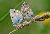 Pair of common blue butterflies mating Africa,Arthropoda,Flying,Lycaenidae,Lepidoptera,Animalia,Urban,Insecta,Herbivorous,Sand-dune,Europe,Fluid-feeding,Polyommatus,Temperate,Terrestrial,Asia,Common