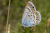 Alpine zephyr blue Animalia,Lepidoptera,Fluid-feeding,Plebejus,Forest,Grassland,Terrestrial,Near Threatened,Europe,Arthropoda,IUCN Red List,Lycaenidae,Insecta,Flying