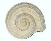 Tropidophora articulata shell Terrestrial,Littorinimorpha,Gastropoda,Tropidophora,Endangered,IUCN Red List,Mollusca,Africa,Animalia,Pomatiidae