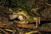 Green and golden bell frog eating a striped marsh frog Feeding,Feeding behaviour,Adult,Animalia,Anura,aurea,Streams and rivers,Ponds and lakes,Aquatic,Wetlands,Amphibia,Temporary water,Terrestrial,Australia,Chordata,Hylidae,Vulnerable,Litoria,Herbivorous,