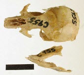 Gould's mouse specimen, top of skull and underside of jawbone Threats to existence,Rats, Mice, Voles and Lemmings,Muridae,Mammalia,Mammals,Chordates,Chordata,Rodents,Rodentia,Grassland,Extinct,Australia,Terrestrial,Pseudomys,Omnivorous,Animalia,gouldii,IUCN Red