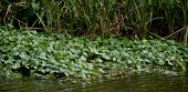 Floating pennywort Leaves,Mature form,Magnoliophyta,Flowering Plants,Apiaceae,Apiales,Magnoliopsida,Dicots,Plantae,South America,Fresh water,Streams and rivers,Africa,Australia,Ponds and lakes,North America,Europe,Photo
