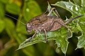 Female Onconotus servillei Tettigoniidae,Terrestrial,IUCN Red List,Onconotus,Europe,Arthropoda,Animalia,Orthoptera,Vulnerable,Insecta