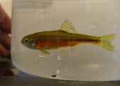 Male least chub in spawning colours Adult Male,Adult,Breeding colouration,Aquatic,Streams and rivers,Endangered,Cypriniformes,Animalia,Iotichthys,North America,Chordata,Actinopterygii,IUCN Red List,Fresh water,Omnivorous,Cyprinidae