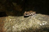 Grubby shrub frog sat on rock Adult,Rhacophoridae,Anura,Asia,Amphibia,Forest,Wetlands,Terrestrial,Aquatic,Chordata,IUCN Red List,Pseudophilautus,Animalia,Near Threatened,Sub-tropical