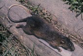 Mentawai long-tailed giant rat, dead specimen Adult,Other (History, folklore, use by man),Rats, Mice, Voles and Lemmings,Muridae,Chordates,Chordata,Mammalia,Mammals,Rodents,Rodentia,Terrestrial,Herbivorous,Endangered,Animalia,Forest,Asia,IUCN Red