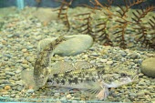 Common bully fish Adult,Gobiomorphus,Fresh water,Australia,Actinopterygii,Chordata,Perciformes,Aquatic,Eleotridae,Animalia,Carnivorous