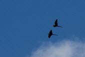 Pair of Lear's macaw flying Flying,Locomotion,Chordata,Psittacidae,South America,Appendix I,Forest,Herbivorous,leari,Aves,Anodorhynchus,Endangered,Animalia,Psittaciformes,IUCN Red List