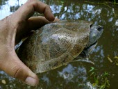 Six-tubercled river turtle, being held for identification Adult,Conservation,Testudines,Streams and rivers,Chordata,Appendix II,Terrestrial,South America,Aquatic,Vulnerable,Podocnemididae,sextuberculata,Podocnemis,Reptilia,Animalia,IUCN Red List