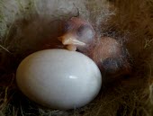 Newly hatched golden swallow chicks with egg Hatchling,Egg,Perching Birds,Passeriformes,Swallows,Hirundinidae,Chordates,Chordata,Aves,Birds,North America,Mountains,Terrestrial,Carnivorous,Forest,Flying,Urban,Animalia,IUCN Red List,Vulnerable,Tac