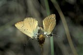 Piedmont anomalous blues mating Endangered,Animalia,Polyommatus,IUCN Red List,Insecta,Flying,Terrestrial,Lepidoptera,Lycaenidae,Fluid-feeding,Arthropoda,Europe
