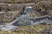 American mink predating young gannet Feeding,Hunting behaviour,Asia,South America,Streams and rivers,Carnivorous,Mammalia,Carnivora,Wildlife and Conservation Act,Neovison,Ponds and lakes,Urban,Europe,vison,Aquatic,Riparian,Least Concern,