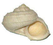 Tropidophora articulata shell Terrestrial,Littorinimorpha,Gastropoda,Tropidophora,Endangered,IUCN Red List,Mollusca,Africa,Animalia,Pomatiidae