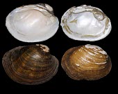 Pink mucket shells Animalia,Mollusca,Lampsilis,Unionoida,Bivalvia,Unionidae,IUCN Red List,Vulnerable