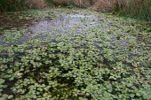 Creeping water-primrose Myrtales,Evening-Primrose Family,Onagraceae,Magnoliopsida,Dicots,Magnoliophyta,Flowering Plants,Photosynthetic,Ludwigia,Ponds and lakes,Australia,Plantae,Agricultural,Tracheophyta,Temperate,Europe,Wet