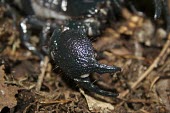 Female emperor scorpion pincer Carnivorous,Appendix II,Arthropoda,Tropical,Scorpiones,Soil,Savannah,Arachnida,Scorpionidae,Rock,Subterranean,Terrestrial,Pandinus,Africa,Animalia