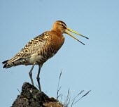 Black-tailed godwit calling Adult,Chordates,Chordata,Sandpipers, Phalaropes,Scolopacidae,Aves,Birds,Ciconiiformes,Herons Ibises Storks and Vultures,Limosa,Temperate,Carnivorous,Europe,Flying,Species of Conservation Concern,Afric