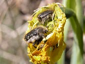 Wilted Narcissus longispathus flower being fed on by Tropinota beetles As a food source,Flower,Inter-specific Relationships,Terrestrial,Liliopsida,Endangered,Liliales,Plantae,IUCN Red List,Tracheophyta,Fresh water,Amaryllidaceae,Narcissus,Wetlands,Europe,Photosynthetic