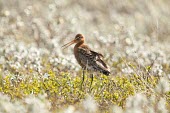 Black-tailed godwit in field Adult,Chordates,Chordata,Sandpipers, Phalaropes,Scolopacidae,Aves,Birds,Ciconiiformes,Herons Ibises Storks and Vultures,Limosa,Temperate,Carnivorous,Europe,Flying,Species of Conservation Concern,Afric