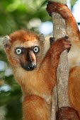 Eulemur flavifrons, male portrait Eulemur flavifrons,blue-eyed black lemur,critically endangered