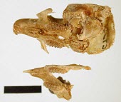 Gould's mouse specimen, underside of skull and top side of jawbone Adult,Threats to existence,Rats, Mice, Voles and Lemmings,Muridae,Mammalia,Mammals,Chordates,Chordata,Rodents,Rodentia,Grassland,Extinct,Australia,Terrestrial,Pseudomys,Omnivorous,Animalia,gouldii,IUC