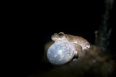 Bombay bubble-nest frog with vocal sac inflated Species in habitat shot,Adult,What does it sound like ?,Habitat,Forest,Amphibia,Anura,Vulnerable,Animalia,IUCN Red List,Scrub,Rhacophoridae,Asia,Terrestrial,Tropical,Chordata,Raorchestes