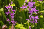 Grass pink orchid Flower,Asparagales,Monocots,Liliopsida,Orchid Family,Orchidaceae,Magnoliophyta,Flowering Plants,Plantae,Calopogon,Not Evaluated,Terrestrial,North America,Tracheophyta,Photosynthetic