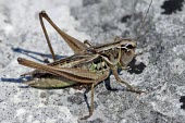 Male Metrioptera domogledi Terrestrial,IUCN Red List,Orthoptera,Insecta,Metrioptera,Tettigoniidae,Vulnerable,Europe,Animalia,Arthropoda