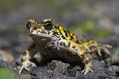 Amboli toad Adult,Xanthophryne,Bufonidae,Terrestrial,Fresh water,Anura,Tropical,IUCN Red List,Aquatic,Animalia,Asia,Wetlands,Temporary water,Ponds and lakes,Critically Endangered,Amphibia,Chordata,Forest