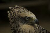 Juvenile crested serpent eagle with crest partially raised Immature Adult,Agricultural,Least Concern,Falconiformes,IUCN Red List,CITES,Sub-tropical,Aves,Animalia,Terrestrial,Accipitridae,Flying,Forest,Appendix II,Asia,Savannah,Tropical,Spilornis,Chordata