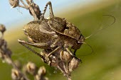 Male Onconotus servillei Tettigoniidae,Terrestrial,IUCN Red List,Onconotus,Europe,Arthropoda,Animalia,Orthoptera,Vulnerable,Insecta