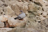 Somali pigeon Adult,Aves,Columba,Columbidae,Animalia,Columbiformes,Africa,Rock,Herbivorous,Terrestrial,Data Deficient,IUCN Red List,Chordata