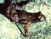 Kroombit tinker frog Adult,Animalia,Terrestrial,Aquatic,Wetlands,Sub-tropical,Critically Endangered,Anura,Amphibia,Chordata,Myobatrachidae,Australia,Tropical,Taudactylus,pleione,IUCN Red List