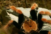 Mexican rustleg tarantula, showing carapace Scrub,Brachypelma,Arachnida,Animalia,Terrestrial,Theraphosidae,Appendix II,Araneae,South America,Arthropoda,Carnivorous