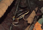Boquete rocket frog male with tadpoles Adult,Various larval or tadpole stages,Reproduction,Various larval stages,Adult Male,IUCN Red List,Sub-tropical,North America,Aquatic,Fresh water,Wetlands,Terrestrial,Animalia,South America,Tropical,F