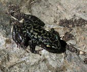 Leprus chirping frog Adult,Amphibia,Animalia,Eleutherodactylidae,Anura,Vulnerable,North America,Tropical,Chordata,Rock,Eleutherodactylus,Rainforest,Terrestrial,IUCN Red List,Forest