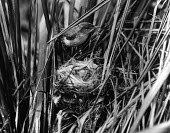Laysan millerbird at nest, taken in 1902 Reproduction,Adult,Muscicapidae,Terrestrial,Chordata,Aves,Animalia,Extinct,Acrocephalus,Carnivorous,Passeriformes