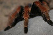 Mexican rustleg tarantula, showing leg detail Scrub,Brachypelma,Arachnida,Animalia,Terrestrial,Theraphosidae,Appendix II,Araneae,South America,Arthropoda,Carnivorous