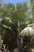 Dimaka stand Mature form,IUCN Red List,Tahina&nbsp;,Arecales,Tracheophyta,Magnoliopsida,Africa,Arecaceae,Terrestrial,Savannah,Critically Endangered,Photosynthetic,Plantae