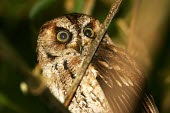 So Tom scops-owl amongst foliage Adult,True Owls,Strigidae,Aves,Birds,Owls,Strigiformes,Chordates,Chordata,Sub-tropical,Tropical,Otus,Africa,Carnivorous,hartlaubi,Vulnerable,Appendix II,Terrestrial,Animalia,Flying,IUCN Red List