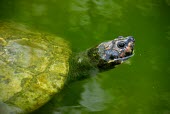 Giant South American turtle breathing at the surface of the water Adult,Conservation Dependant,Testudines,Podocnemis,Animalia,Streams and rivers,Reptilia,Pelomedusidae,expansa,South America,Herbivorous,Appendix II,Chordata,Terrestrial,IUCN Red List,Least Concern